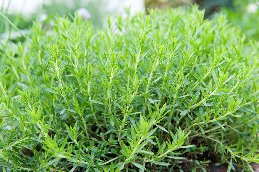 Artemisia 'French' Tarragon 4" Pot
