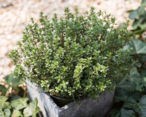 Thymus 'Lemon Thyme'