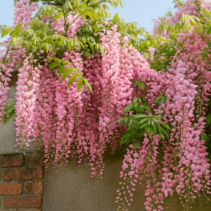 Wisteria carnea 'Pale Pink Wisteria'