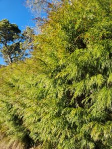 The dense green foliage of the Acacia 'Copper Tips' features needle-like leaves and copper-coloured tips, standing under a clear blue sky with a taller tree visible in the background.