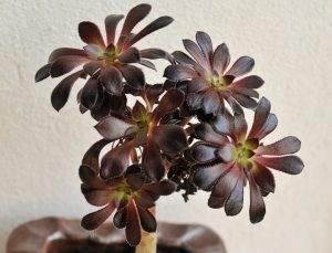 Aeonium 'Schwarzkopf' Succulent 8" Pot