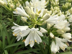 Agapanthus 'Double Diamond' 6" Pot