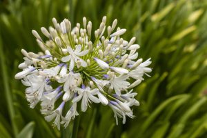 Agapanthus 'Madison' 6" Pot