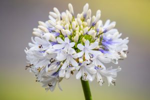 Agapanthus 'Maxsie™' 8" Pot