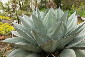 Agave 'Whale's Tongue Agave' 12" Pot