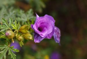 A close-up of Alyogyne 'Delightfully Double' in bloom, showing vibrant flowers with green leaves and buds in a 6" pot against a softly blurred natural background.