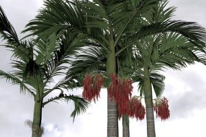 Archontophoenix 'Alexandra Palm' shown tall with clusters of red fruit beneath its fronds against a cloudy sky—bring this vibrant beauty home in the 18cm pot.