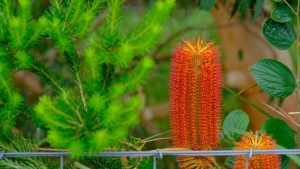 A Banksia 'Red Alert' 8" Pot displays a vivid flower spike and lush green foliage behind a wire fence, thriving beautifully.