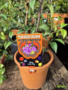 A Syzygium oleosum 'Tucker Bush Blue Lilly Pilly' 7" Pot with a "Tucker Bush: Edible Australian Tucker Bush" label is displayed on a wooden surface.