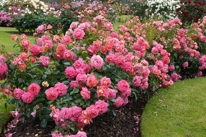 Bush Roses
