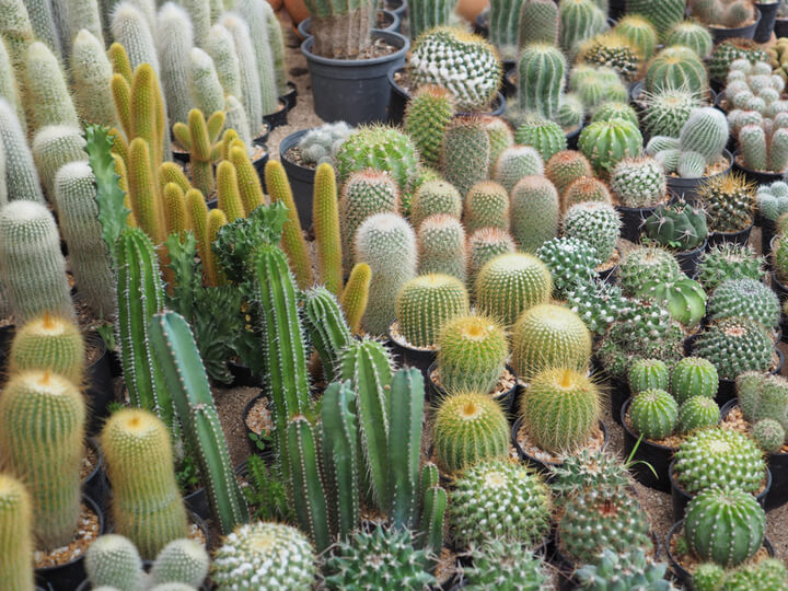 Cacti