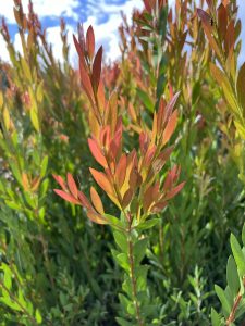 Callistemon 'Baby Glow' 6" Pot