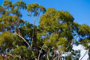 Eucalyptus Gum Tree Victoria Yarra Gum lush green leaves on australian native gum tree blue sky