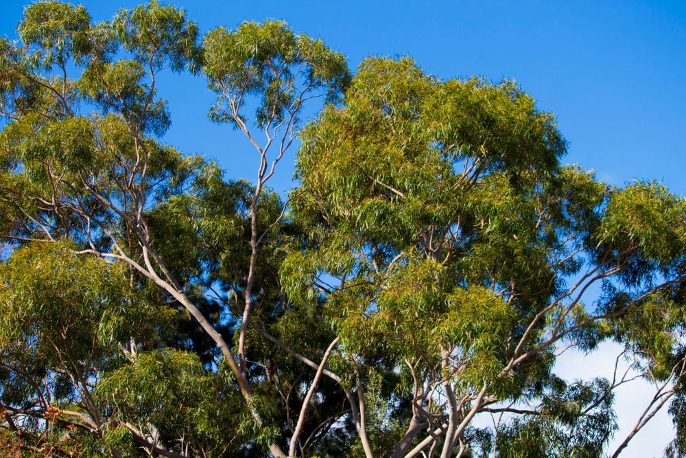 Eucalyptus Gum Tree Victoria Yarra Gum lush green leaves on australian native gum tree blue sky