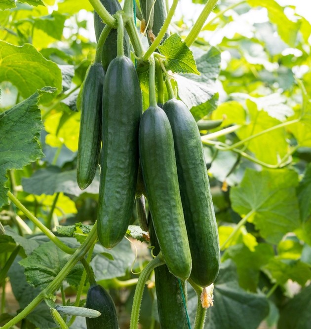 Cucumber 'Lebanese' 4" Pot