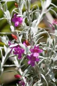 Eremophila 'Pink Pantha' 6" Pot