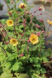 Geum JAZZY™ 'Tempo Yellow' in a 15cm pot features green, serrated leaves and several yellow flowers with red-tinted buds on thin stems, perfect for adding vibrant colour to any indoor or outdoor space.