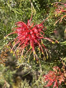 Grevillea 'Allyn Radiance' 6" Pot