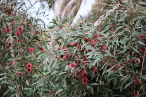 Hakea 'Stockdale Sensation' 6" Pot