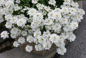 Iberis 'Elite White' 6" Pot
