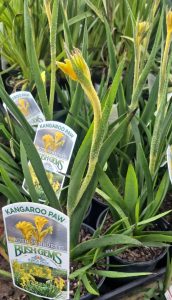 Several Anigozanthos 'Bush Sunburst' Kangaroo Paw in 15 cm pots feature long green leaves and yellow flowers.