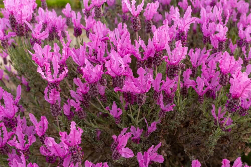 Lavandula 'Pink Lace' Lavender in a 15cm pot features ruffled pink blooms and lush green stems, beautifully showcased in full bloom.
