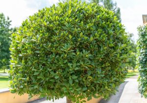 Laurus 'Bay Tree' 16" Pot (Standard)