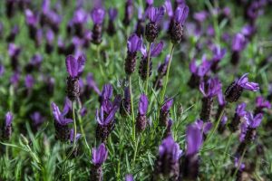 Lavandula 'Lavinnova® Plumberry Ruffles' Lavender 6" Pot