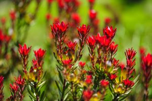 Vibrant Indian paintbrush wildflowers with vivid red blooms and green leaves make a stunning match with the Leucadendron ‘Woori Red’ 15cm Pot for an eye-catching arrangement.