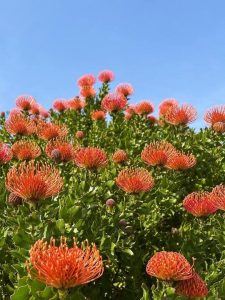 The Leucospermum ‘So® Sincere’ features vibrant orange pincushion blooms and lush green foliage. Available now in a 15cm pot.