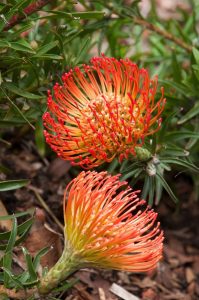 Leucospermum ‘So® Successful’ features vibrant orange-red pincushion protea flowers with spiky petals and green leaves, creating a striking display—perfect for growing in a 15 cm pot.
