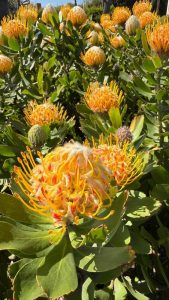 Leucospermum 'Calypso® Gold' features vibrant yellow and orange pincushion blooms in a 15 cm pot, with lush green leaves—perfect for adding a splash of colour to any space.