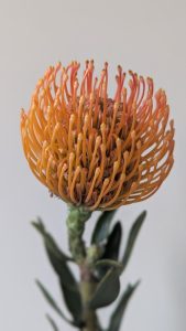 Close-up of a Leucospermum ‘So® Majestic’ flower with green leaves in a 6" pot, set against a plain, light background.