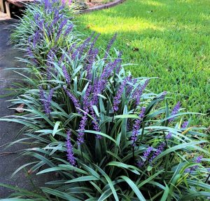 Liriope muscari