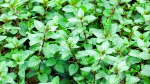 Mint 'Chocolate' 4" Pot