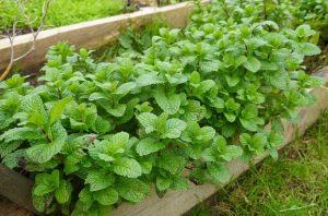 Mint 'Common'