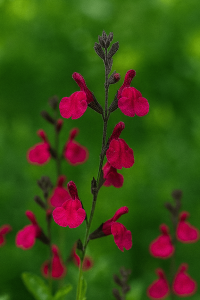 A single Salvia 'Merlot' Sage in a 10cm pot features magenta flowers and dark buds against a green backdrop, adding vibrant colour and striking appeal to any setting.