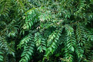 Murraya 'Curry Tree' 8" Pot