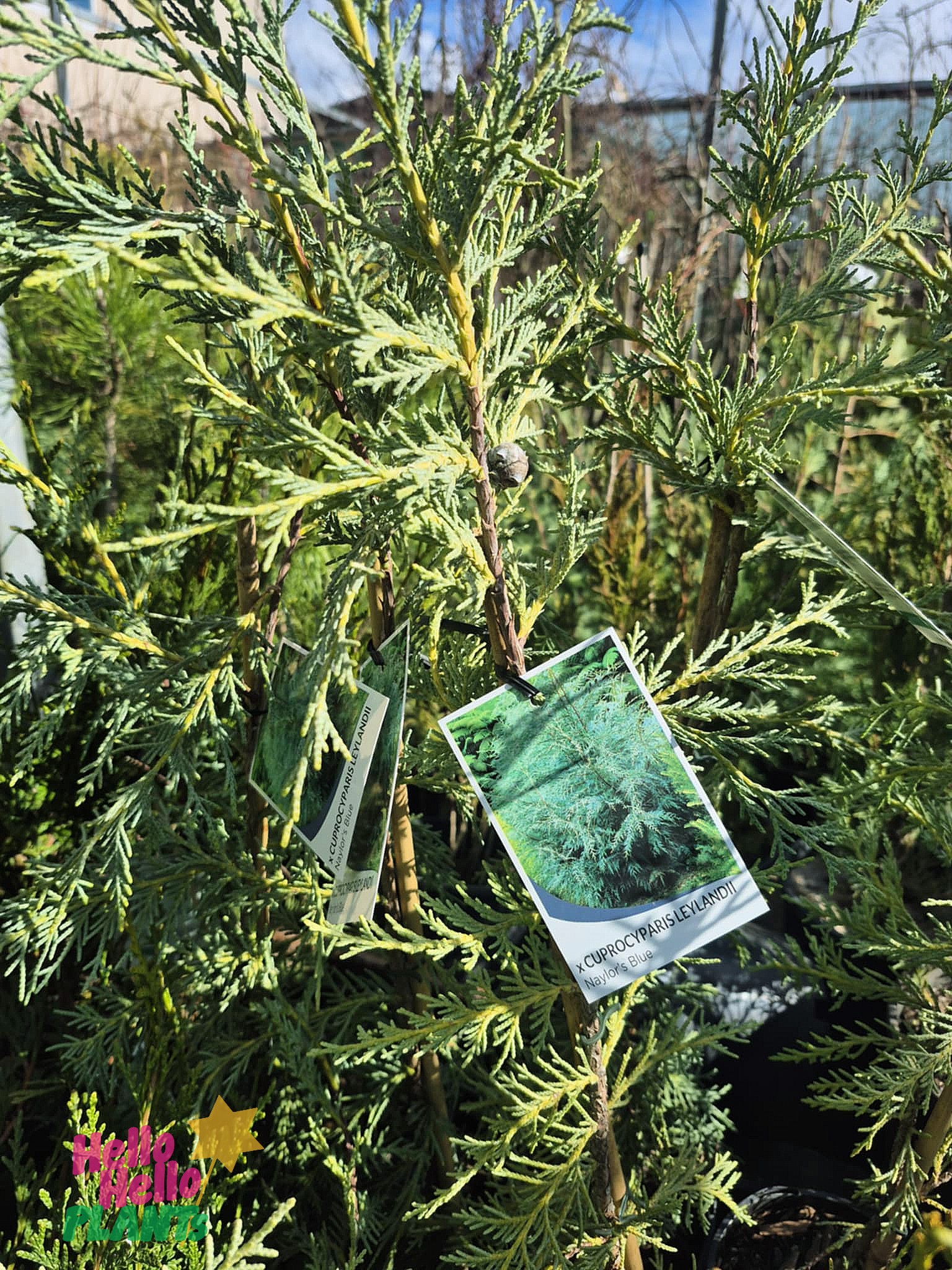 Cupressus 'Naylor's Blue' Conifer 8" Pot
