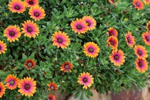 Osteospermum 'Purple Sun' African Daisy