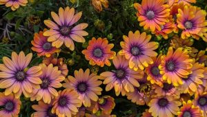 Osteospermum 'Serenity™ Bronze' African Daisy 6" Pot
