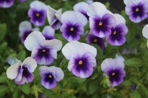 Add vibrant colour to your garden with the Pansy 'Beaconsfield' 4" Pot—a cluster of purple and white blooms with lush green leaves, perfect for brightening any outdoor space.