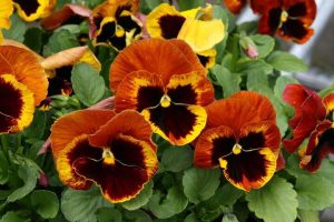 Close-up of vibrant Pansy 'Copperfield' flowers in orange, yellow, and maroon hues with green leaves, offered in a 10cm pot.