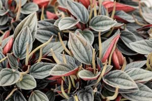 Close-up of Peperomia 'Santorini®' in a 5" pot, featuring green, white, and reddish leaves with prominent veins and upright yellowish flower spikes.