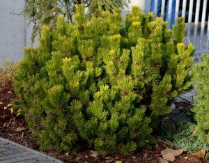 Pinus 'Saxatilis' 12" Pot