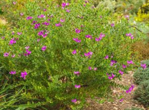 Polygala dalmaisiana 'Sweet Pea Shrub' 6" Pot