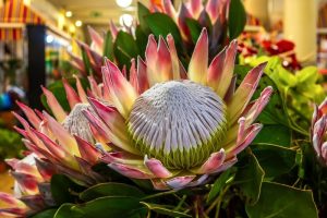 Protea 'King Summer' in a 15cm pot features a large flower with pale pink and white petals, a textured central dome, and lush green leaves—perfect for adding striking beauty to your indoor space.