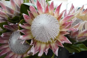 Close-up of two large Protea 'King Winter' flowers with pink and white petals and textured centres, surrounded by green leaves. Perfect for a striking display in a 15cm pot.