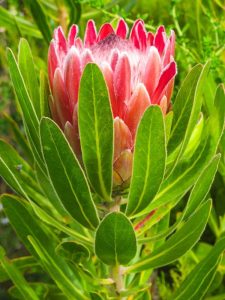 A close-up of the Protea 'Pink Princess' 6" Pot shows its stunning pink blossom and green leaves, set against a softly blurred green background.