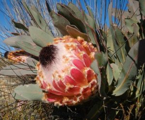 The Protea 'Queen' in a 15cm pot features large pink flowers and thick green leaves, thriving best in direct sunlight.